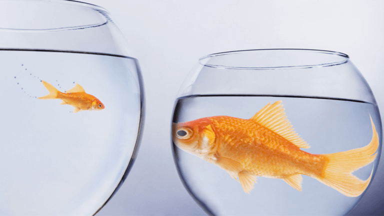 Goldfish jumping from small bowl to larger bowl, symbolizing agency growth and competitive advantage.